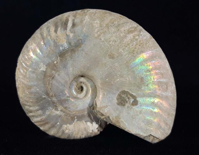 Cleoniceras (Grycia) cf. besairiei COLLIGNON 1949 - Bild © FossNet FossilienStore